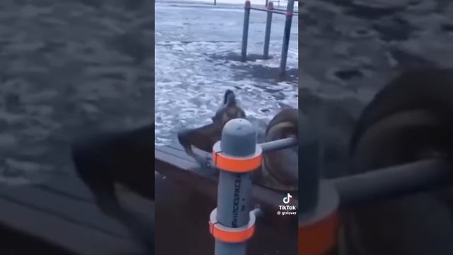 Имба, сигма