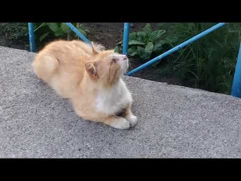 Natali-live. Рыжий и мохнатый на кошке женатый.