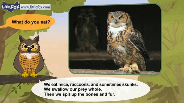 Meet the Animals 7_ Great Horned Owl _ Level 2 _ By Little Fox