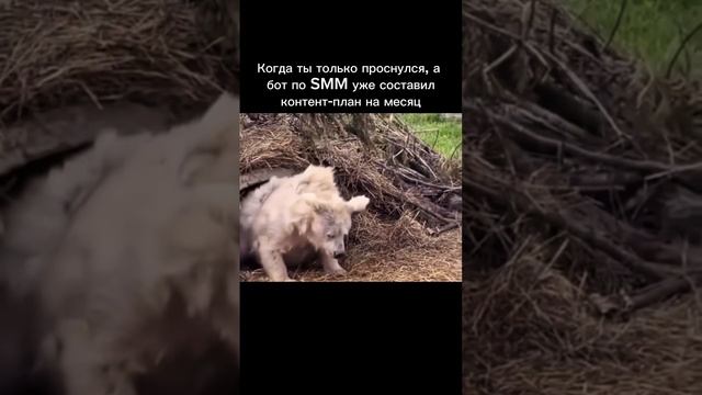Когда ты проснулся, а контент-бот уже составил контент-план на месяц