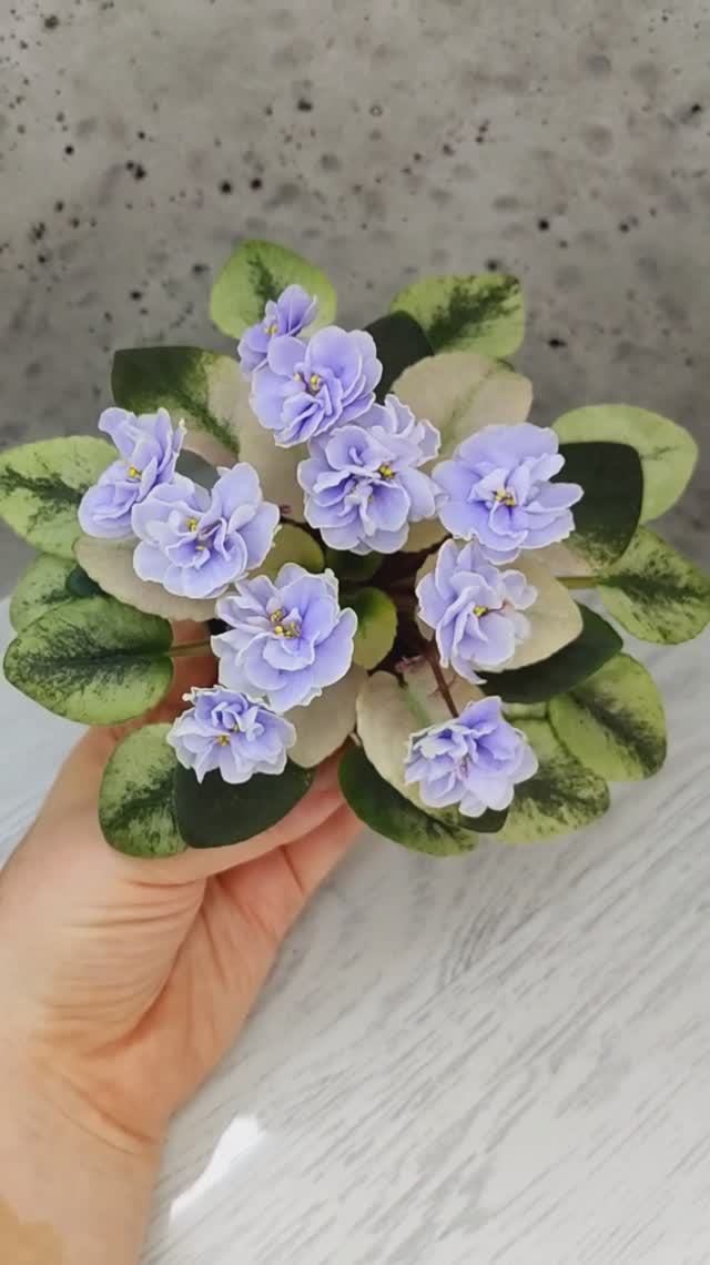 Фиалка Scales