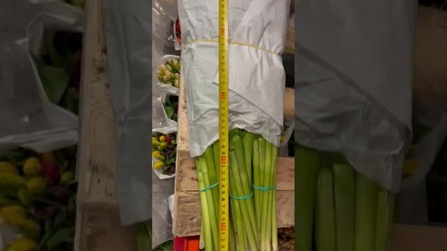 89228142212 Тюльпаны Оптом с теплицы к 8 марта 2025