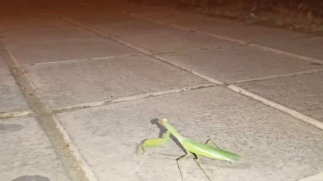 Дорога домой с вечеринки явно затянется...