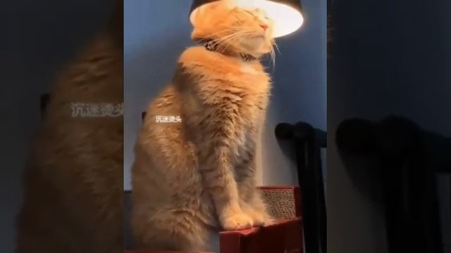 кот,лампа