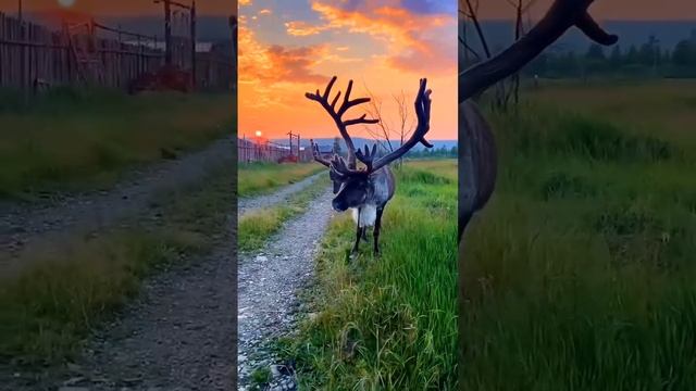 Северный олень 🦌