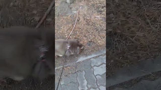 Отдохнувшие идем домой с прогулки