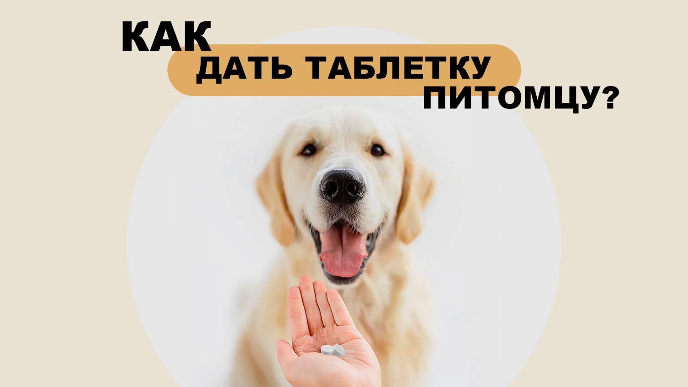 Как дать таблетку своему питомцу?