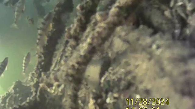 1000033860.mp4Волга гл.4м.28.11.2024г.