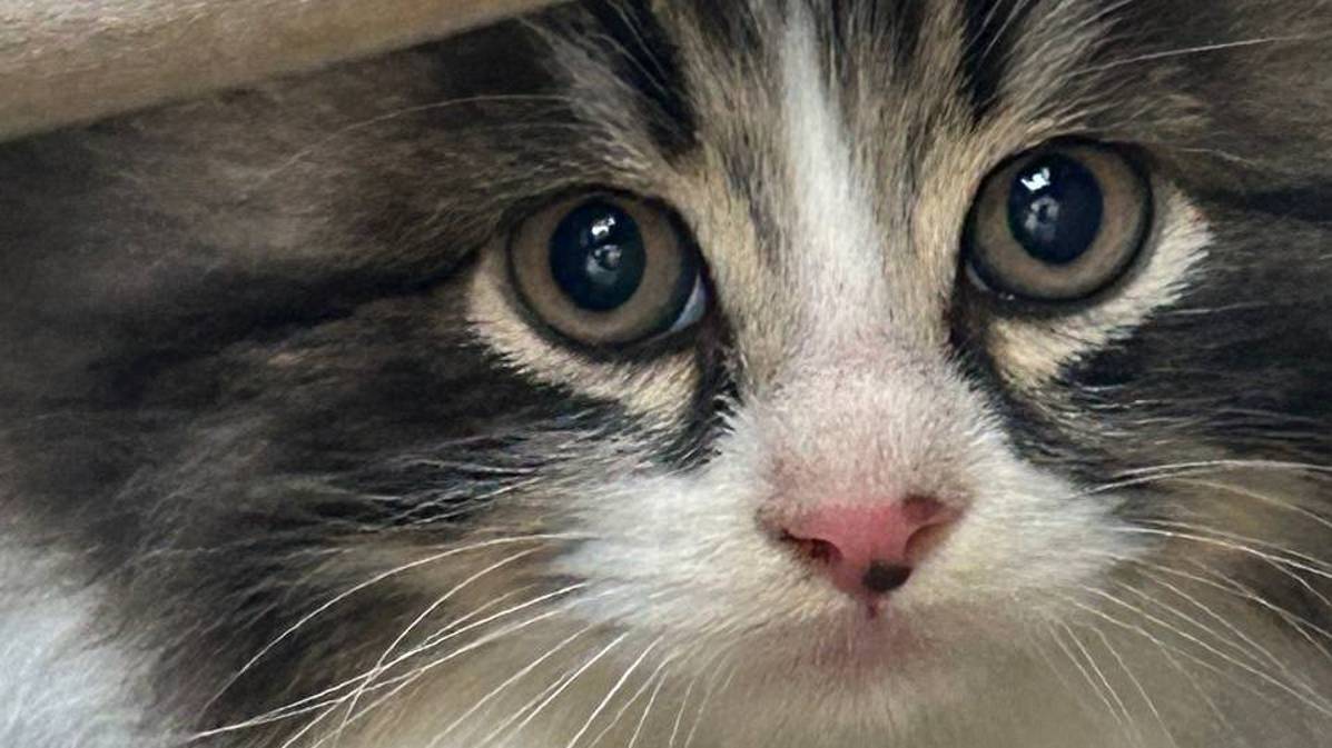 Котики
