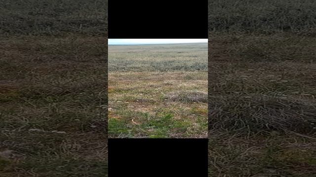 Сезон 15 серия 43 Яйца