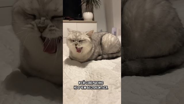 Почему кот зевает при виде хозяина