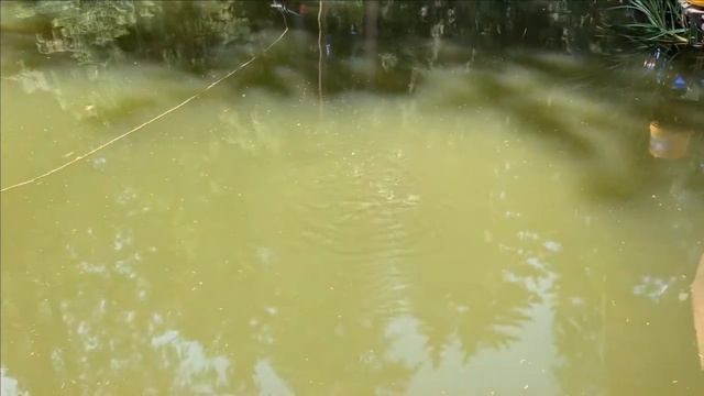 Поведение форели в жару