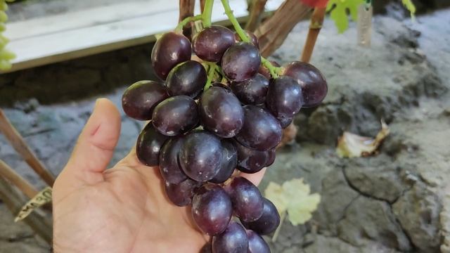 АМАЗОНКА!🍇🍇🍇.mp4 НОВИНКА ОТ КАЛУГИНА! WhatsApp и Viber +79528500417. ТЕЛ. +79054033245.