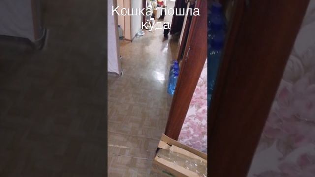 Кошка ты куда