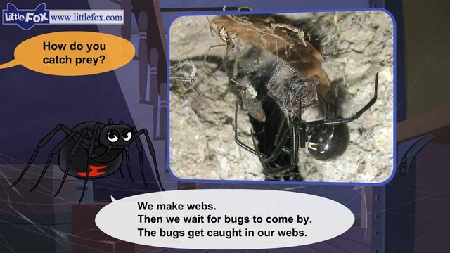 Meet the Animals 17_ Black Widow Spider _ Level 2 _ By Little Fox