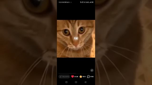 кот дьявола