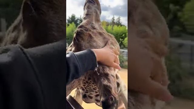 Размер головы жирафа наглядно