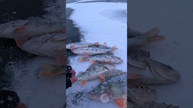 ЗНАМЕНСКИЙ ЗАЛИВ. Обстановка на 28.11.2024