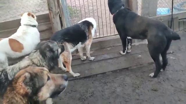 И вновь грустное видео от Андрея. Проблема с выгулом собак пока не решена 😔