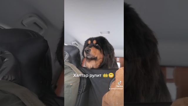 Монгол Банхар Халтар 🌶️🔥Рулит!