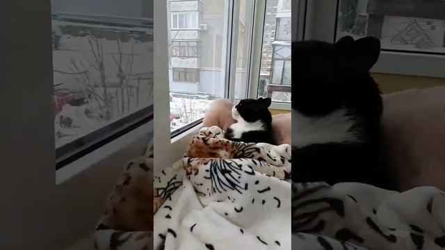 Котик. Для настроения 🐾🐾🐾