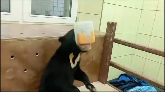 😍Детеныш малайского медведя в зоопарке начала есть фрукты и овощи кусочками😍