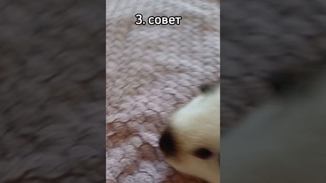 расказала всё про морских свинак🐹✨️