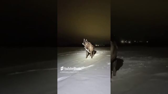 Гуляем с собакой около речки