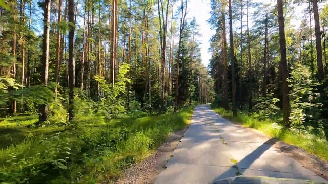 Московская область - Лесная прогулка