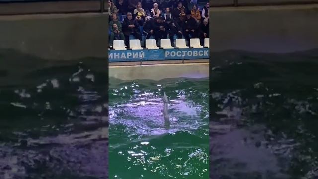 Моя тайная жизнь Русалки🧜🏼♀️ H2O, просто добавь воды