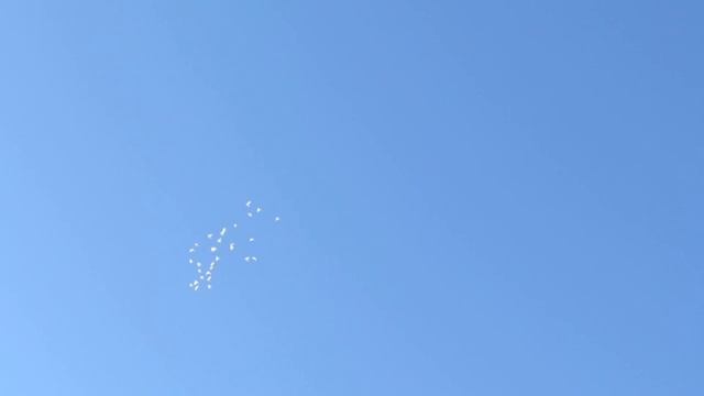 Лётные голуби 9