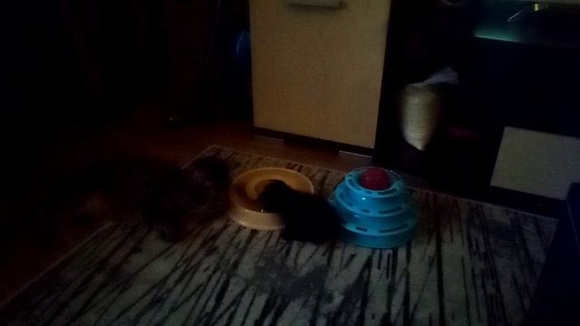 VID_20241127_121056.3gp