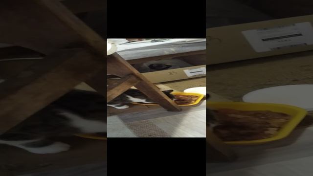 VID_20241126_132423.mp4