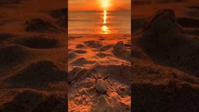 Маленькая черепашка на берегу 😍

 #Черепашка  #наберегу  #закат