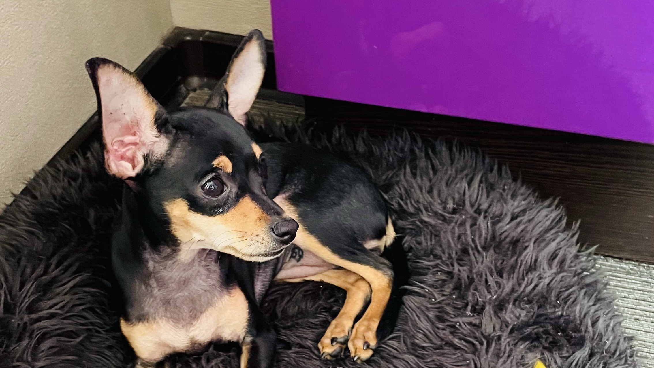 Разбираюсь в любой технике😂
#собака#буднисобаки#юмор#позитив#животные#смешноевидео#телефон#топ#осень