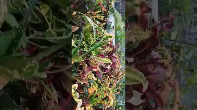 1000000947.mp4