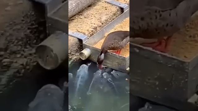 животный мир :)