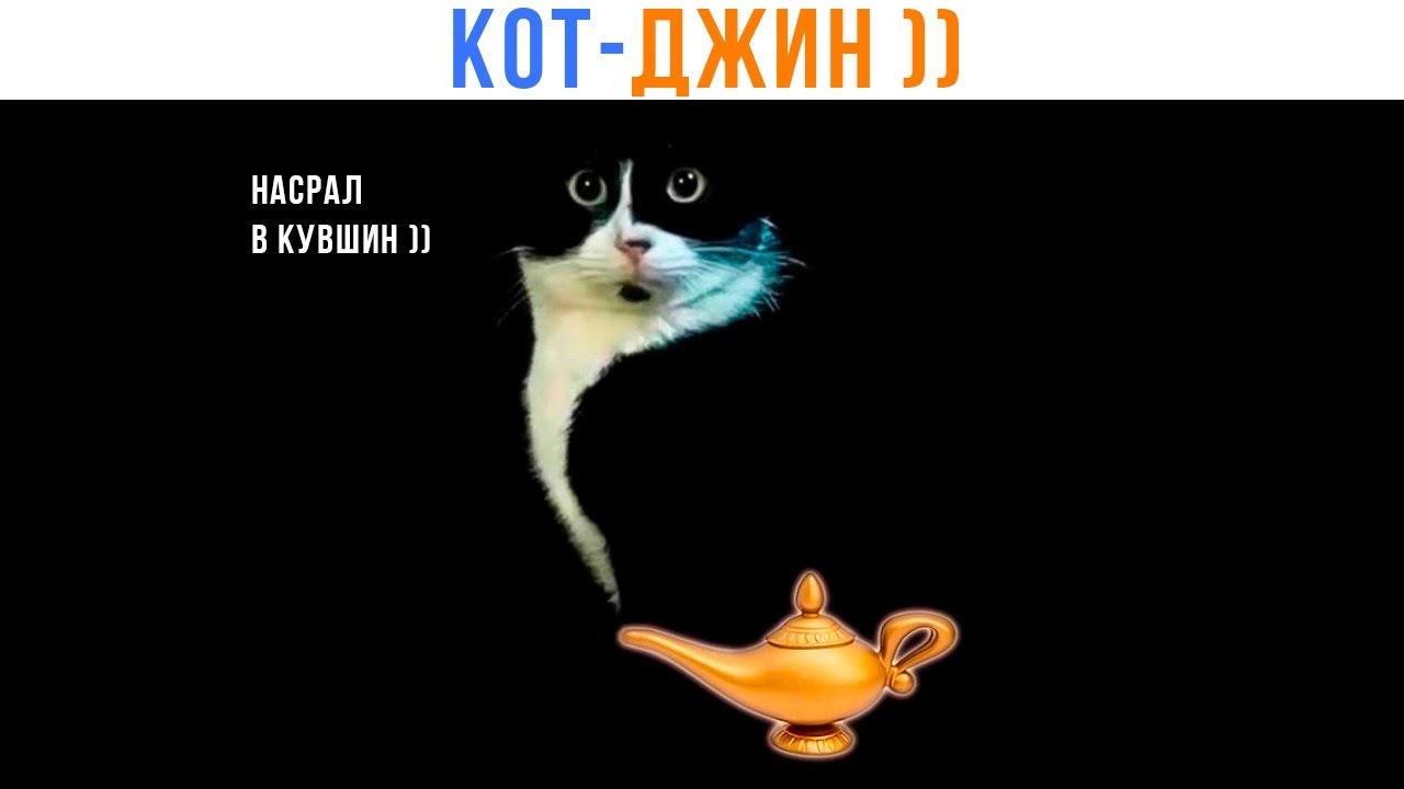 📹 КОТ-ДЖИН ))) | Приколы с котами | Мемозг 1524 
👤 #Alexey_Sova