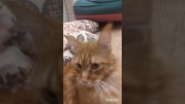 InShot_20241128_220659672.mp4