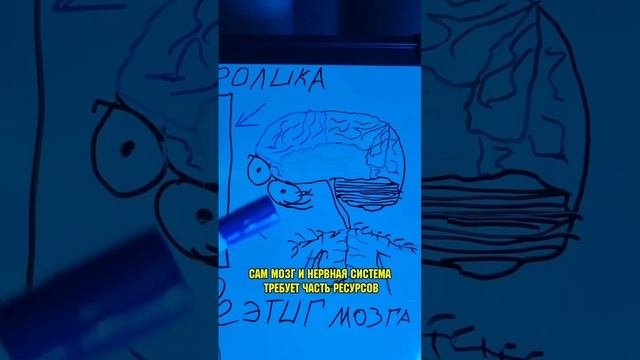место мышц в рейтинге организма