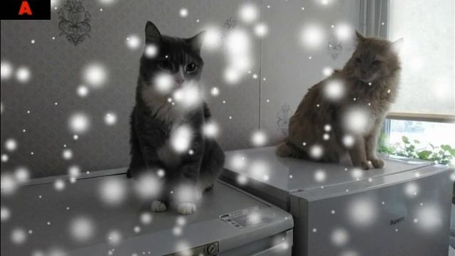 котя и