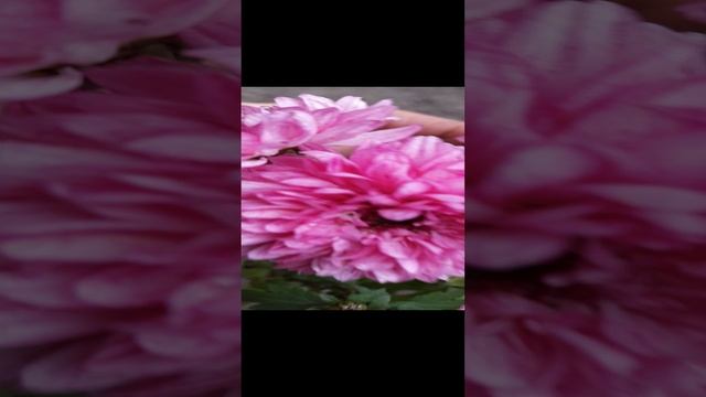 Хризантема мультифлора Джейн.