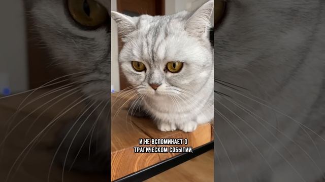 Правда ли, что кошки злопамятные