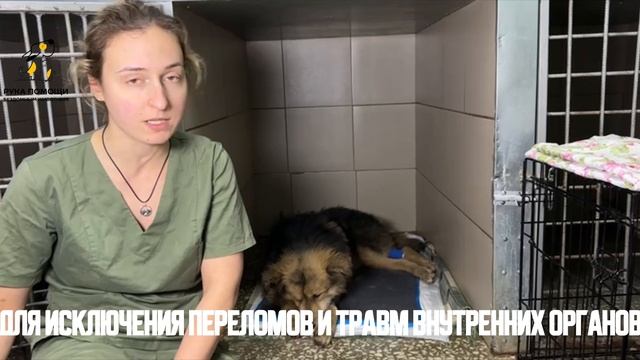SOS пациент в стенах нашего приюта. Поддержать⬇️