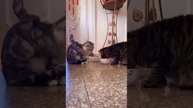 Коты