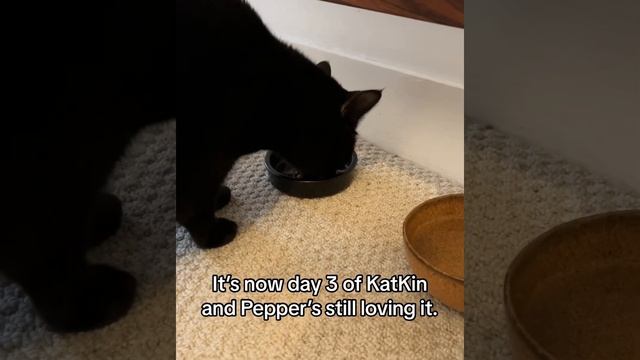 30112023 PepperDayInTheLife V1 LongVideo UGC Generic ProductQuality Generic KatKin Cats 20