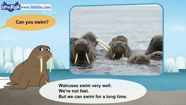 Meet the Animals 8_ Walrus _ Level 2 _ By Little Fox