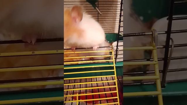 Хомячок Чуня выходит на прогулку