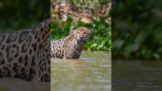 Захватывающие кадры ягуара в его естественной среде обитания 🐆