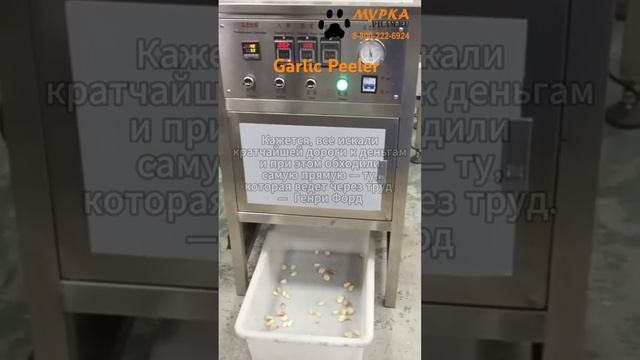 Мурка машина для отчистки чеснока в промышленных масштабах купить на pilam.ru